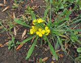 Erysimum hieraciifolium