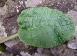 Primula cordifolia