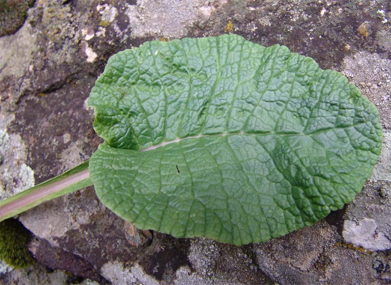 Image of Primula cordifolia specimen.