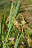 Carex pendula. Верхушки побегов с соцветиями. Краснодарский край, окр. пос. Мезмай, Гуамское ущелье. 01.05.2014.