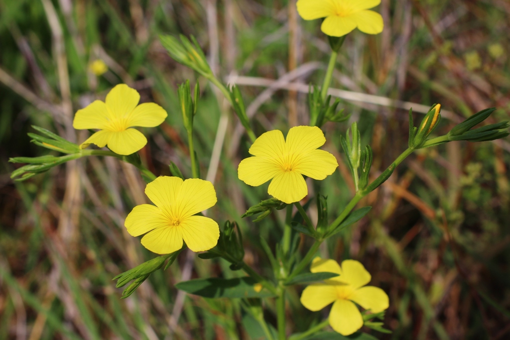 Изображение особи Linum nodiflorum.