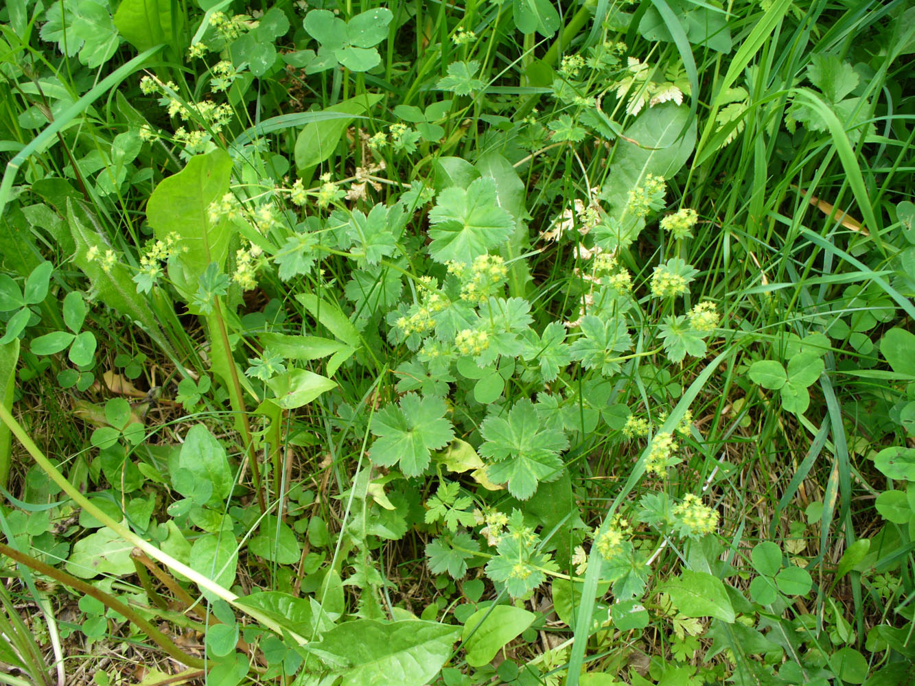 Изображение особи Alchemilla psilomischa.