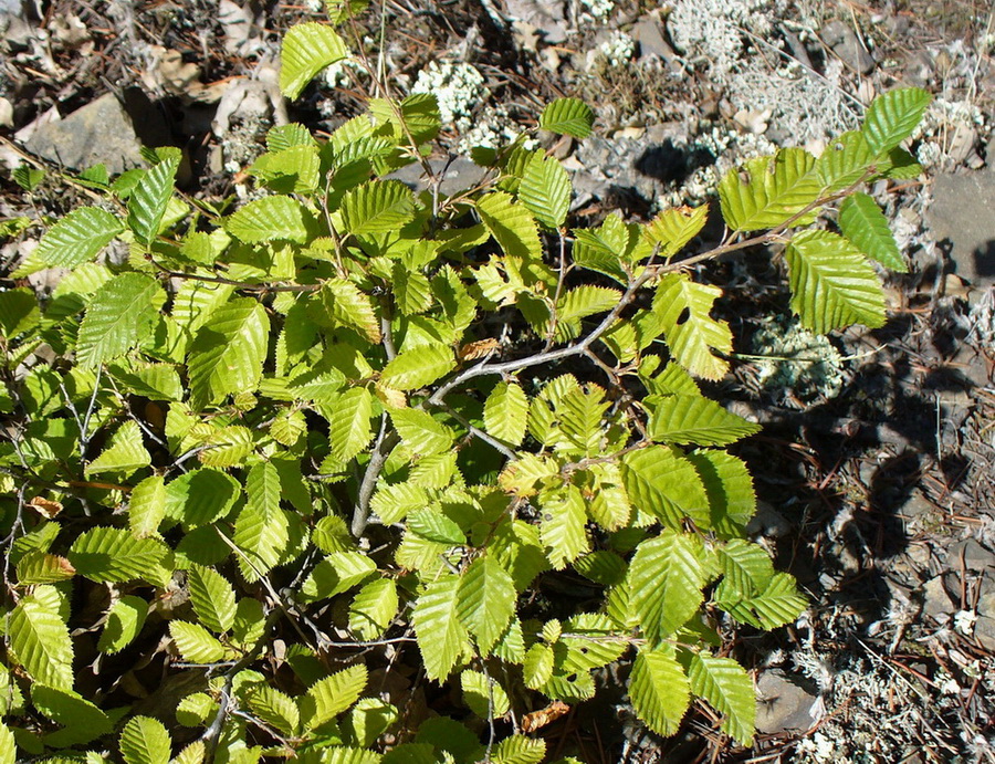 Изображение особи Carpinus orientalis.