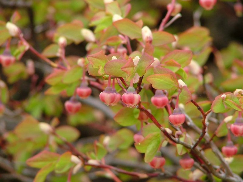 Image of Vaccinium ovalifolium specimen.