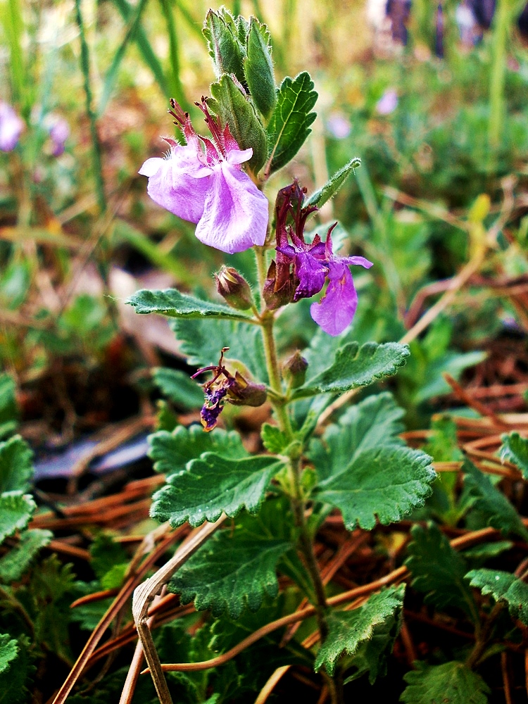 Изображение особи Teucrium chamaedrys.