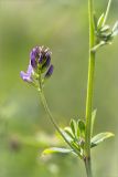 Medicago sativa. Часть побега с пазушным соцветием. Ленинградская обл., Волосовский р-н, обочина дороги. 28.06.2014.