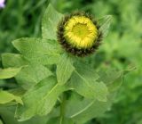 Inula grandiflora. Верхушка побега с раскрывающимся соцветием. Адыгея, Кавказский биосферный заповедник, долина реки Киша, субальпика, 1890 м н.у.м. 04.07.2014.