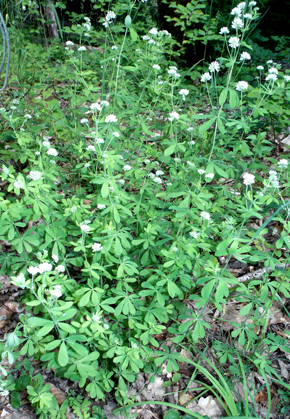 Изображение особи Dorycnium graecum.