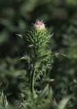 Carduus acanthoides. Верхушка растения с нераскрывшимися соцветиями. Молдова, Криулянский р-н, окрестности с. Слободзея-Дужка, пойма р. Днестр. 13.07.2014.