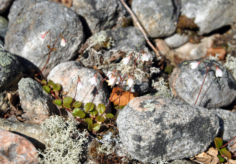 Image of Linnaea borealis specimen.