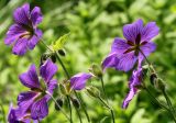 Geranium × magnificum. Цветки, плоды и бутоны (вид со стороны цветоножек). Германия, г. Дюссельдорф, Ботанический сад университета. 03.06.2014.