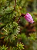 Phyllodoce caerulea. Цветок. Северный склон Лисьей сопки в окрестностях Мурманска, конец августа.