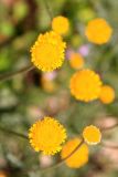 Tanacetum kittaryanum