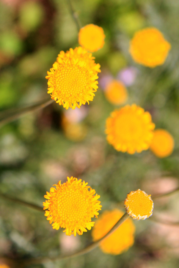 Image of Tanacetum kittaryanum specimen.