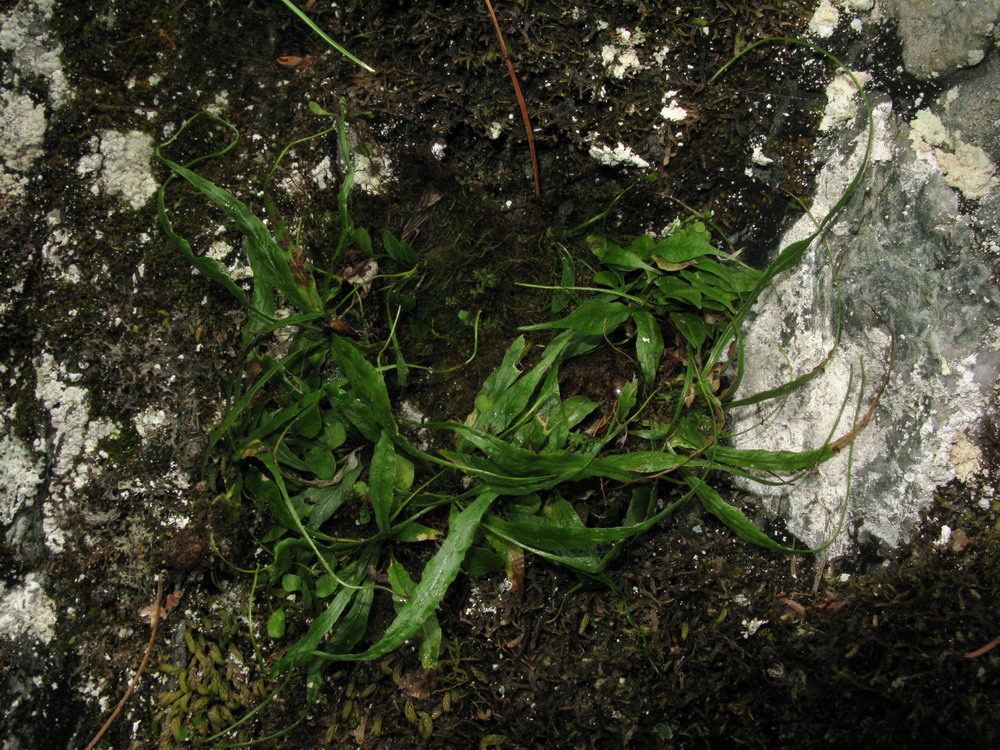 Image of Camptosorus sibiricus specimen.