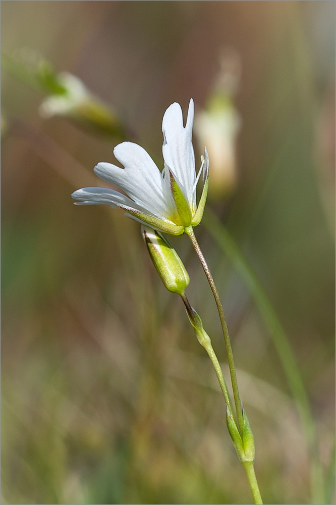 Image of Cerastium glabratum specimen.