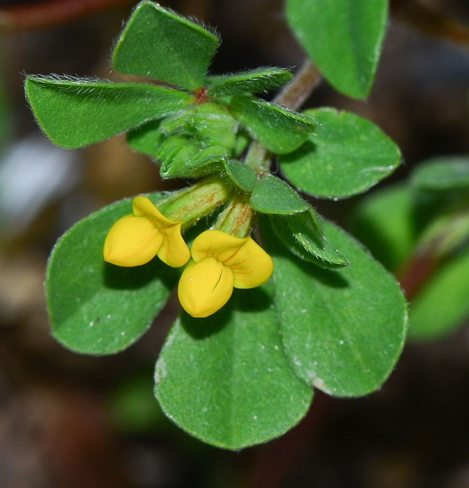 Image of Lotus peregrinus specimen.