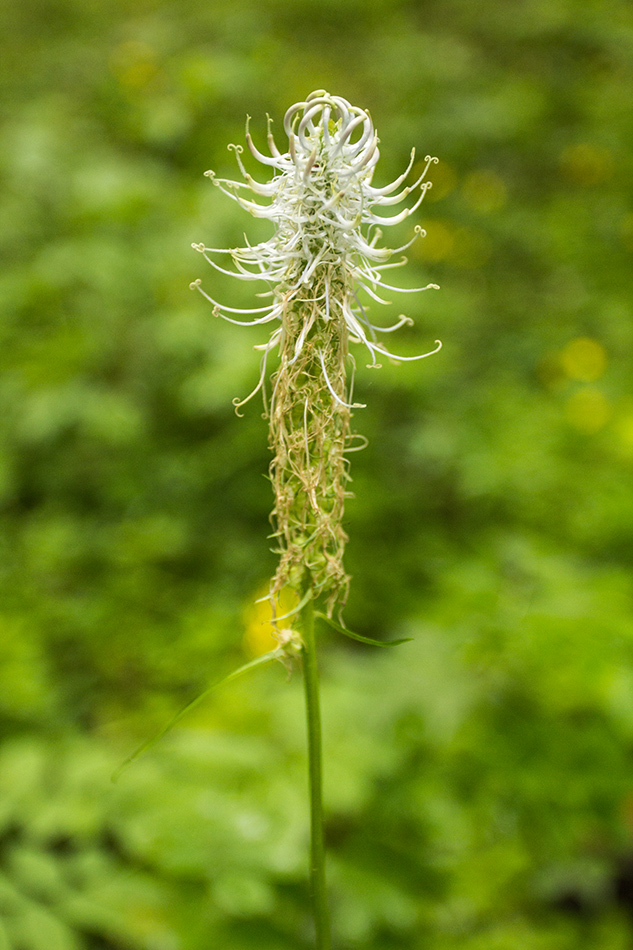 Image of Phyteuma spicatum specimen.