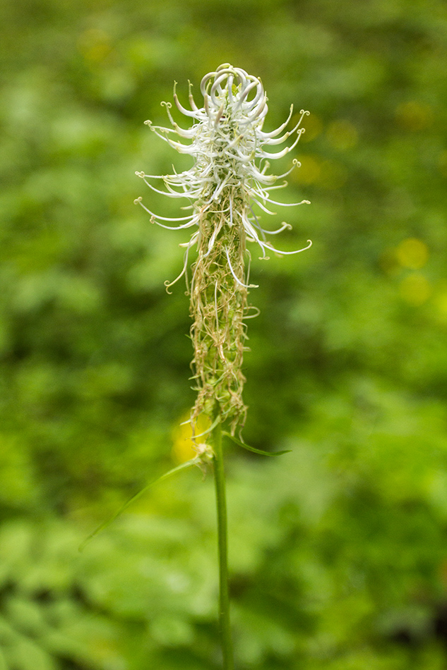 Изображение особи Phyteuma spicatum.