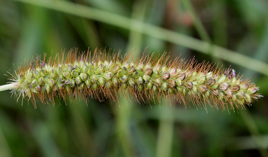 Image of Setaria pumila specimen.