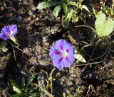 Ipomoea purpurea