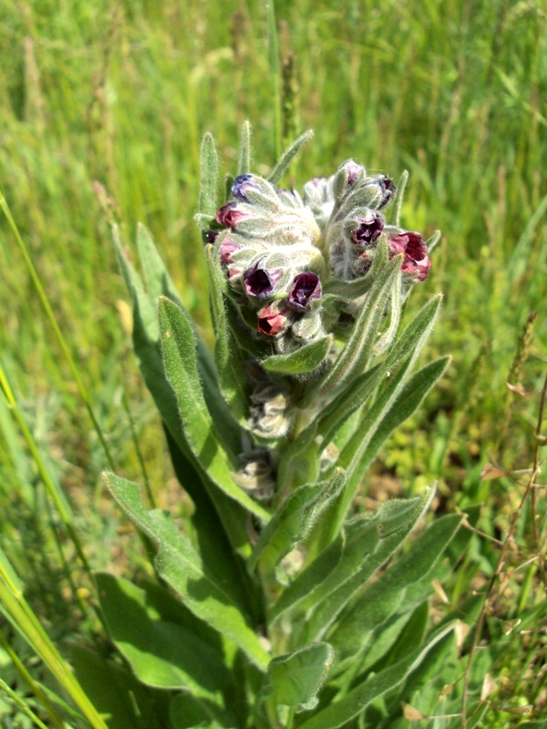 Image of Cynoglossum officinale specimen.