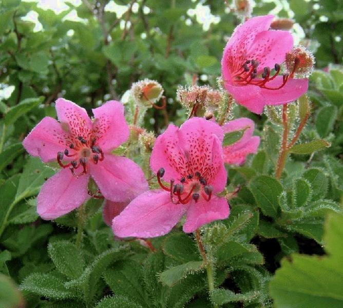Рододендрон Камчатский Rhododendron camtschaticum