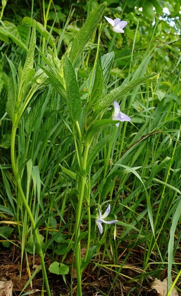 Image of Viola elatior specimen.