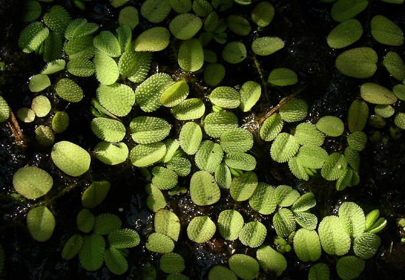 Image of Salvinia natans specimen.