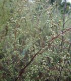 Artemisia scoparia