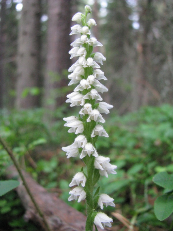 Image of Goodyera repens specimen.