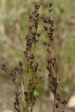 Juncus compressus