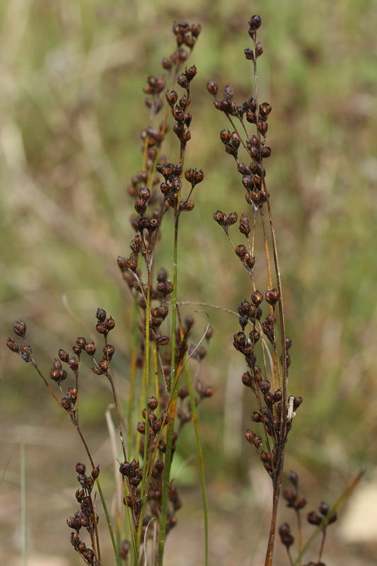 Изображение особи Juncus compressus.