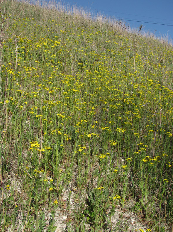 Изображение особи Senecio vernalis.