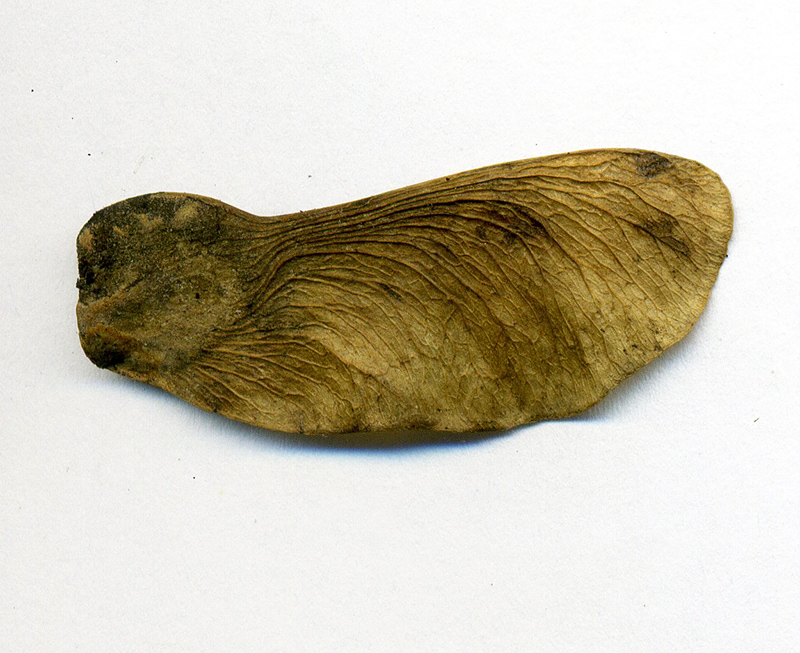 Image of Acer campestre specimen.