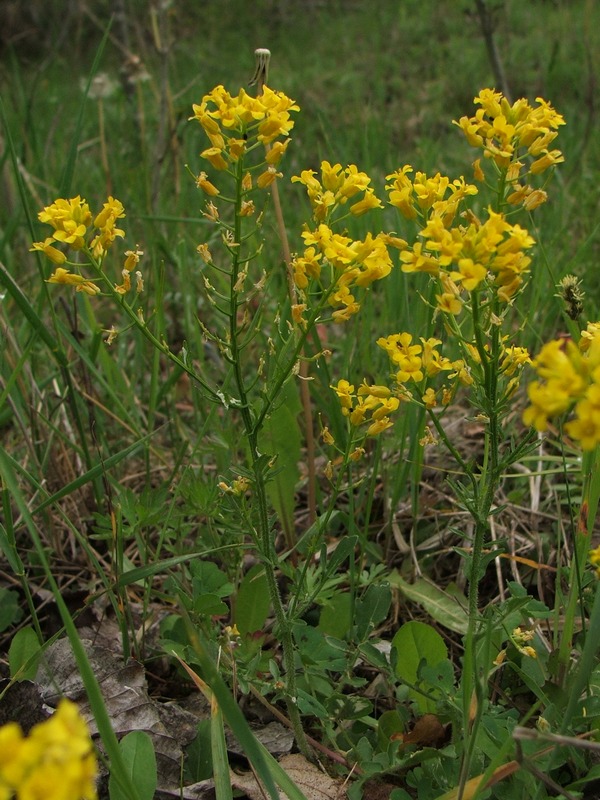 Image of Barbarea arcuata specimen.