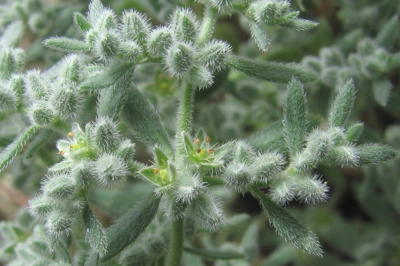 Image of Herniaria incana var. angustifolia specimen.