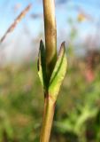 Gentiana verna