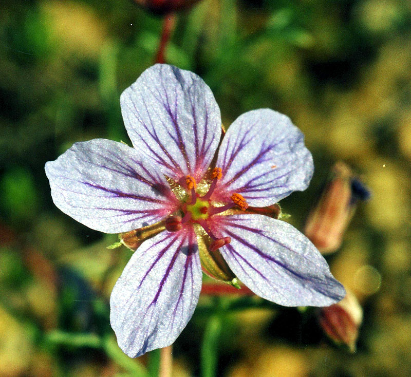 Изображение особи Erodium beketowii.