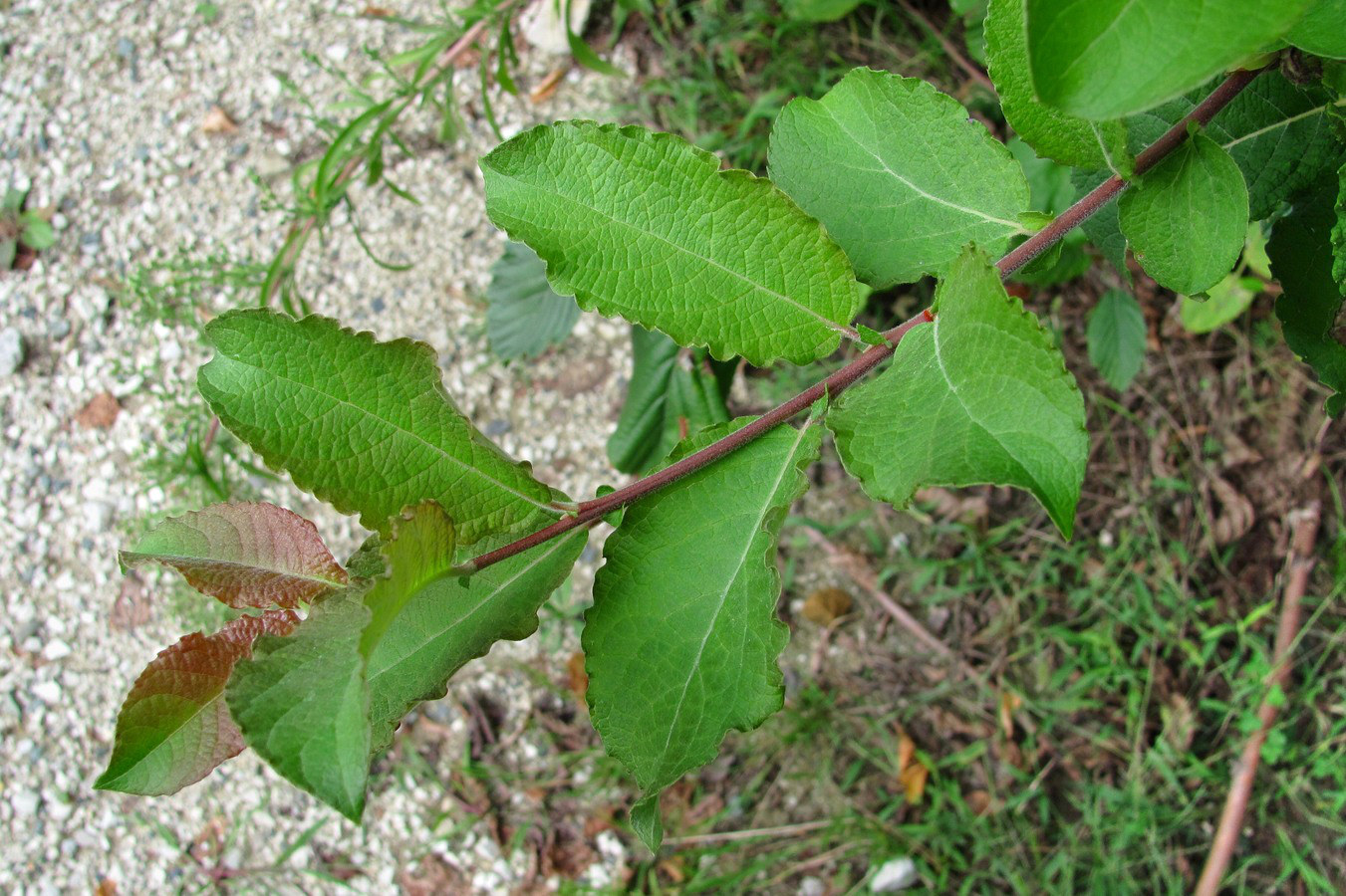 Image of Salix caprea specimen.