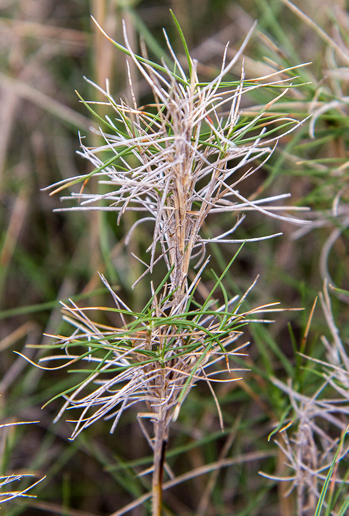 Изображение особи Brachypodium retusum.