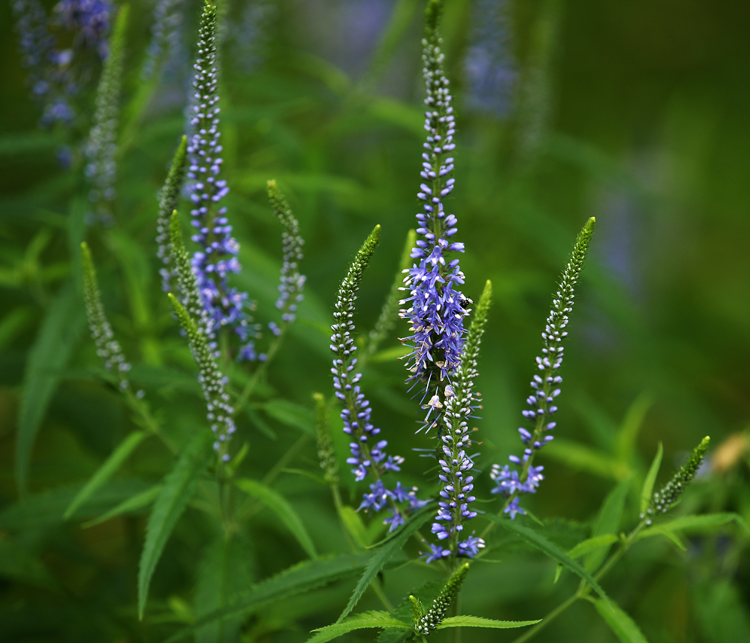 Image of Veronica longifolia specimen.