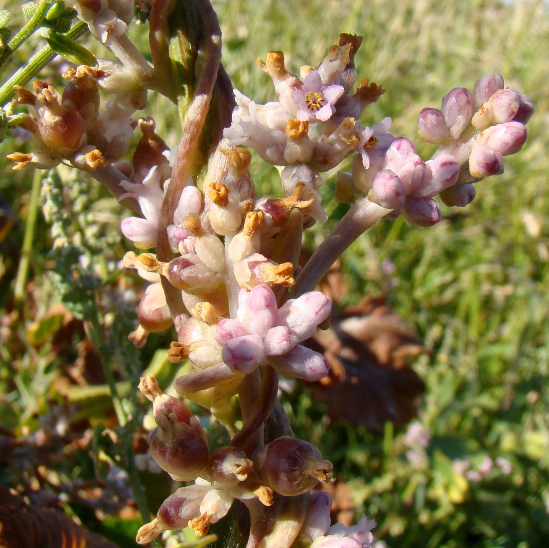 Image of Cuscuta lehmanniana specimen.