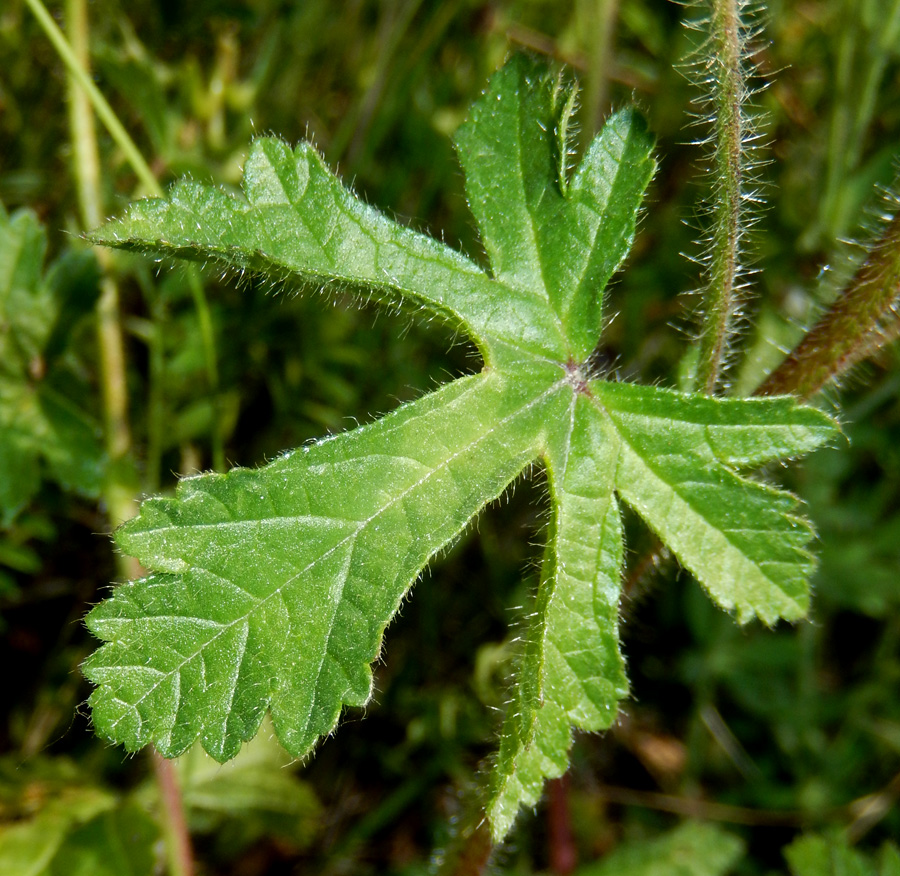 Image of Malva setigera specimen.