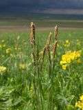 Carex melanostachya