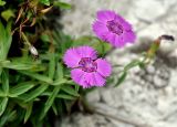 Dianthus chinensis