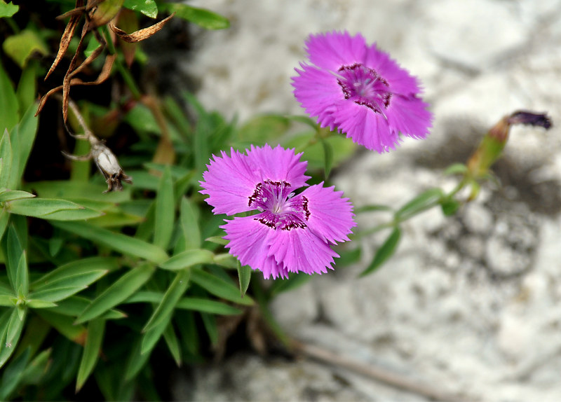 Image of Dianthus chinensis specimen.