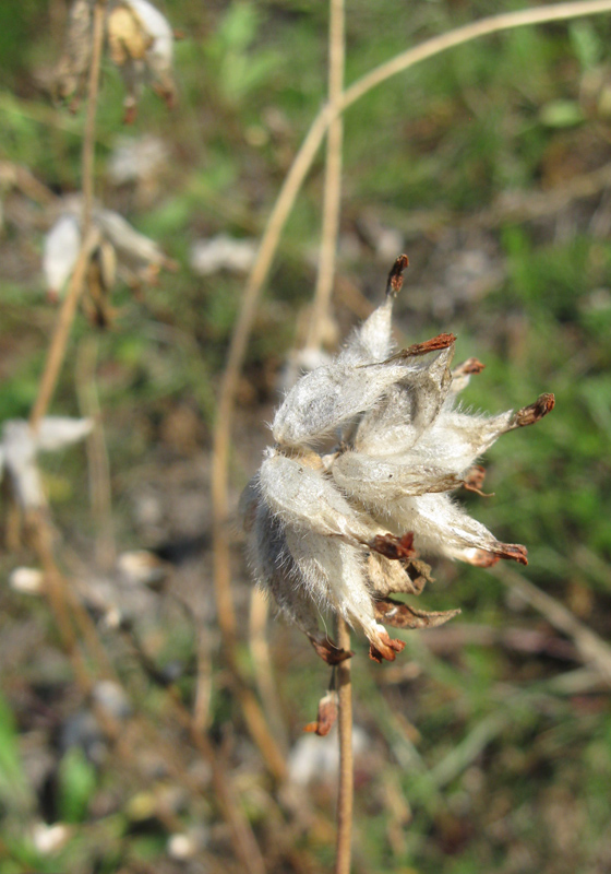 Image of Anthyllis macrocephala specimen.