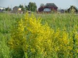 Galium verum