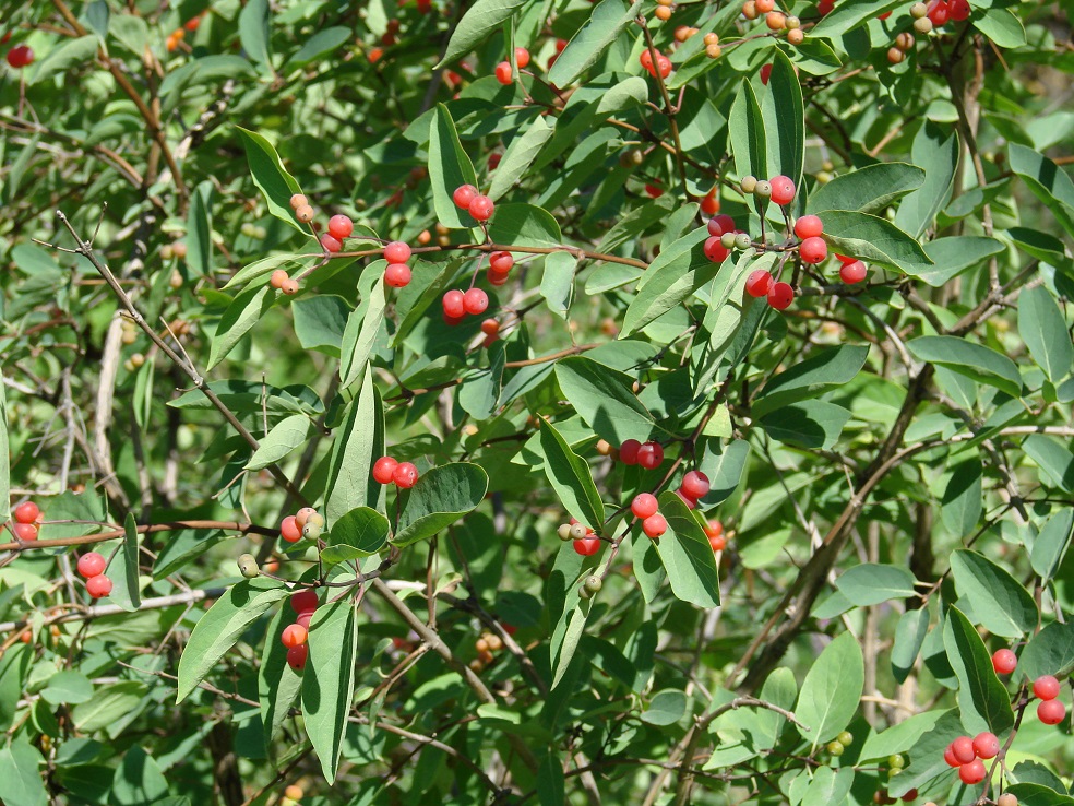 Изображение особи Lonicera tatarica.